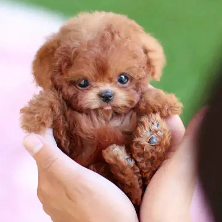 Zavinoxâ„¢- My Realistic Robot Puppy